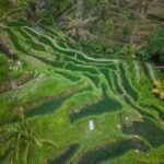 Bali rice terraces tropical paradise