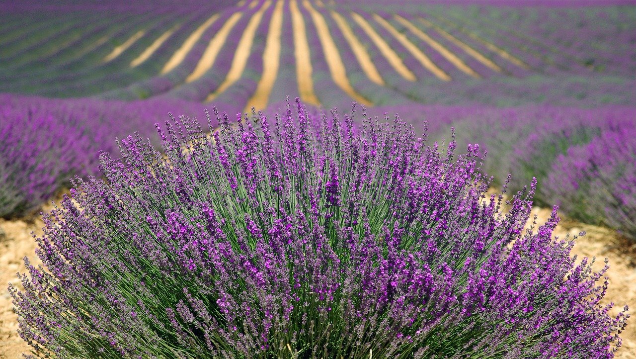 slow travel in a lavender farm in Provence, France